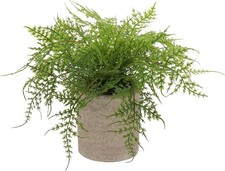 Artificial potted asparagus for sale  ARUNDEL