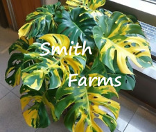 Seeds sun kissed for sale  Spring City