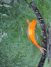 Kohaku japanese koi for sale  New Port Richey