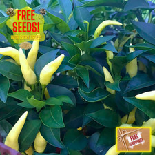 Fresh white thai for sale  South Dartmouth
