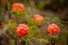 Moltebeere rubus chamaemorus gebraucht kaufen  Tauberbischofsheim
