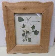 Framed pressed botanical for sale  Scott City