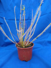 Drosera filiformis thread for sale  AMMANFORD