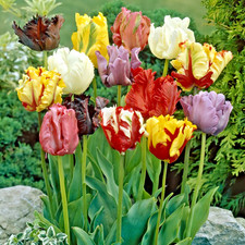 Pre order tulip for sale  WISBECH