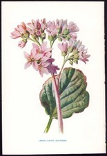 C1879 hulme flowers for sale  Spokane