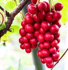 Samen bio garten gebraucht kaufen  Calw