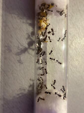 Reine fourmis messor d'occasion  Maisons-Alfort