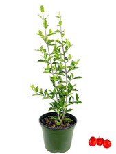Barbados cherry tree for sale  USA
