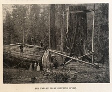 1893 fallen giant for sale  Galway