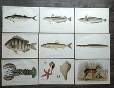 Original antique fish for sale  Southampton