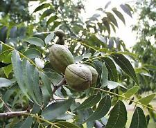 Pekannuss carya illinoinensis gebraucht kaufen  Tauberbischofsheim