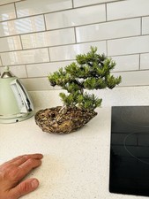 Shohin mugo pine for sale  CASTLEFORD