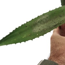 Agave marmorata americana usato  Napoli