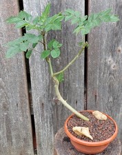 Bonsai esche yamadori gebraucht kaufen  Bad Griesbach i.Rottal