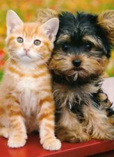 Cartolina yorky cucciolo usato  Spedire a Italy
