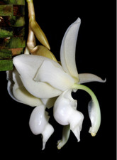 Stanhopea reichenbachiana spec d'occasion  Paris XV
