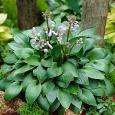 Hosta devon green for sale  BARNSLEY