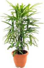 Lady palm live for sale  USA