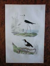 Gravure animaux buffon d'occasion Gravure animaux buffon d'occasion  Lunéville