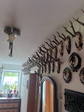 Schöne rehgeweihe nachlass gebraucht kaufen  Mainleus