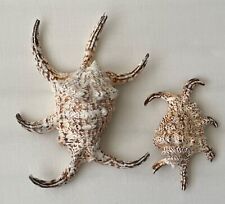 Fechterschnecke tropische meer gebraucht kaufen  München