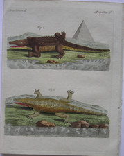 Amphibien krokodile nil gebraucht kaufen  München