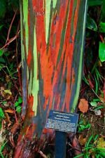 Eucalyptus deglupta ucalipto usato  Italia