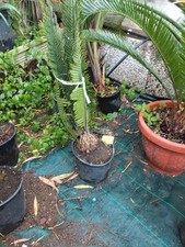 Dioon edule completamente usato  Casapesenna
