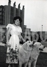 Vintage animali cani usato  Roma