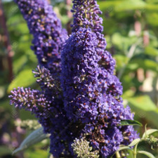 Buddleia davidii adonis for sale  UK