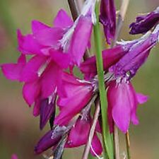 Dierama blackberry bells for sale  DARLINGTON