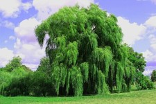 Salix alba tristis for sale  NEWRY