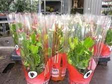 Christmas cactus 10cm for sale  DERBY