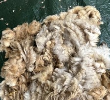 Schneckenabwehr schafwolle dü gebraucht kaufen  Burg, Lötzbeuren, Starkenburg