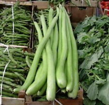 Zucca serpente siciliana usato  Italia