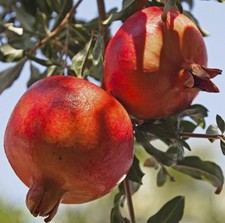 Albero melograno dente usato  Terlizzi