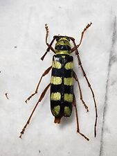 Rare dryobius sexnotatus for sale  Depauw