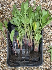 Bare root cephalaria for sale  CUMNOCK