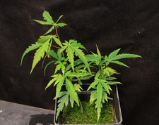 Seed grown acer for sale  Rochester