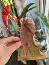 Begonia malachosticta fresh for sale  MUIR OF ORD