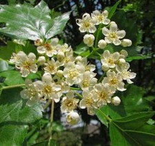 Elsbeere 100 125cm gebraucht kaufen Elsbeere 100 125cm gebraucht kaufen  Bad Zwischenahn