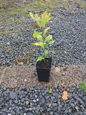Irish oak tree for sale  CALEDON