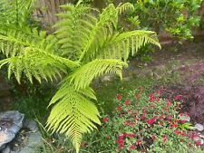 Dicksonia antarctica tree for sale Dicksonia antarctica tree for sale  STALYBRIDGE