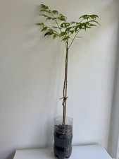 Neem plant natural for sale  DAGENHAM