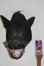Wild boar pig for sale  Brandon