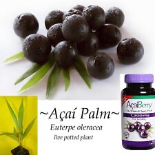 Acai euterpe oleracea for sale  Haleiwa