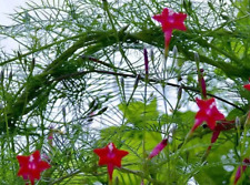 Rare red cypress for sale  Eubank