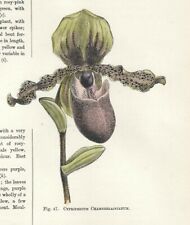 Cypripedium chamber orchidea usato  Lecco