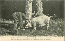 24. perigord.the sow d'occasion  Expédié en Belgium