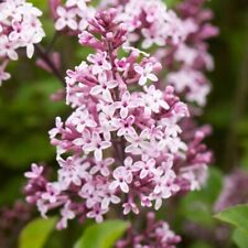 Syringa flowerfesta palibin for sale  GLASGOW